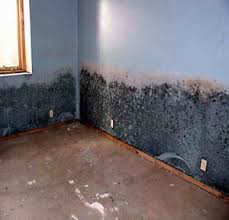 mould experts
